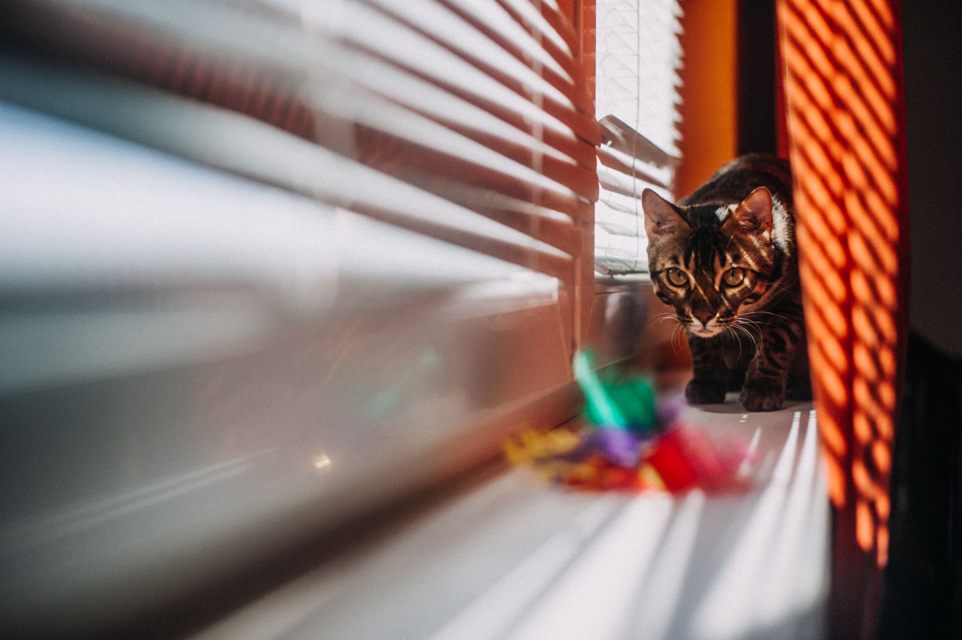 Why Pet Owners in Jackson, TN Need Specialty Window Shades