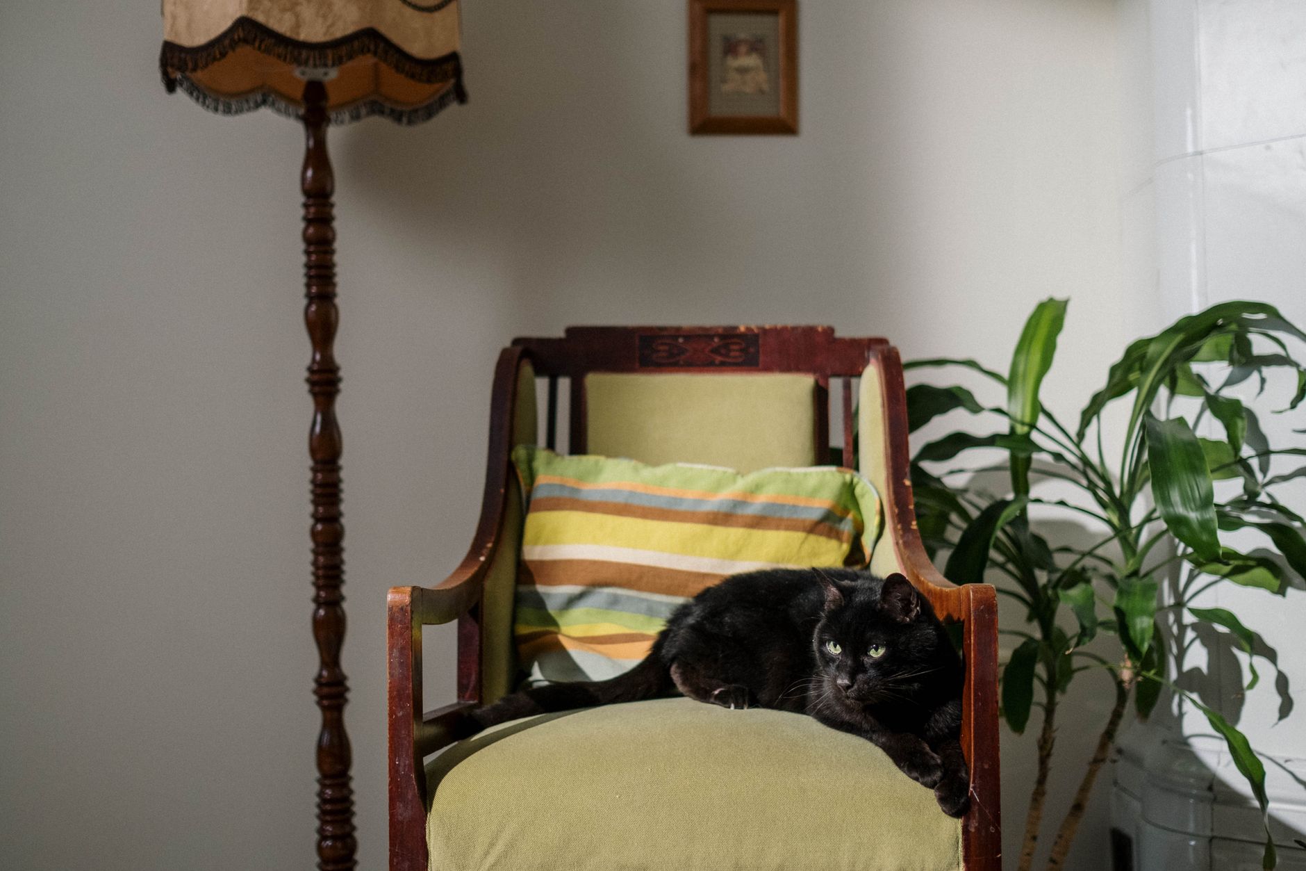 Ready to Transform Your Pet-Friendly Home? Start Here